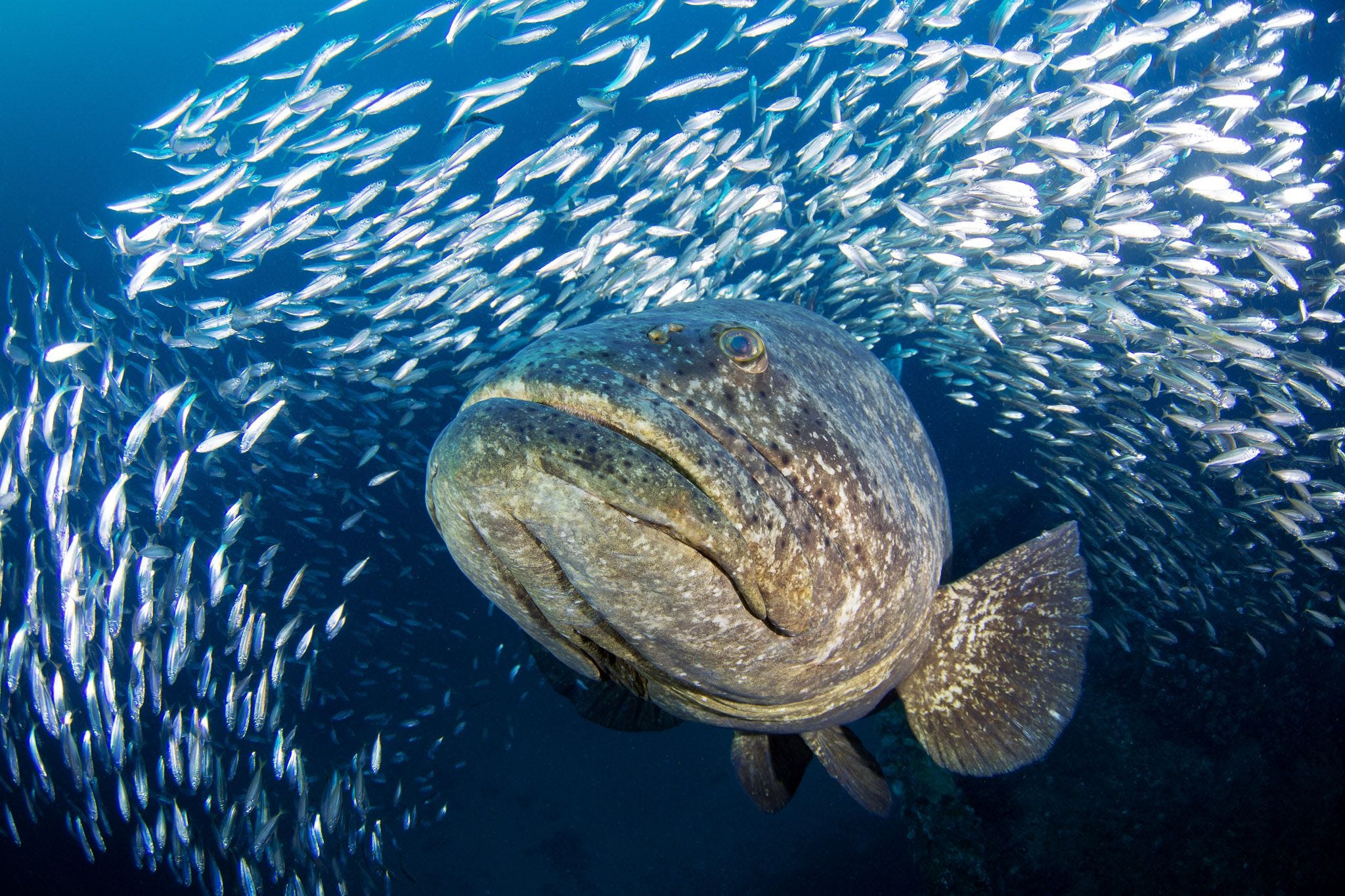 Fwc goliath grouper clearance